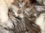 Kisacoons2a - Maine Coon Kitten For Sale - Houston&comma; TX&comma; US