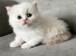 Jynx - Himalayan Kitten For Sale - 