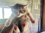 mochi - Domestic Kitten For Sale - Lanham&comma; MD&comma; US