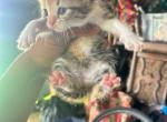 Juni - Domestic Kitten For Sale - Lanham&comma; MD&comma; US