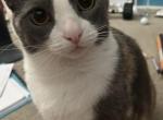 Daisy - Domestic Cat For Adoption - San Jose&comma; CA&comma; US