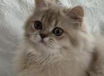 Selesta lilac golden longhair - British Shorthair Kitten For Sale - Matthews&comma; NC&comma; US