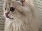 Selesta lilac golden longhair - British Shorthair Kitten For Sale - Matthews&comma; NC&comma; US