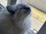 Tofu - Ragdoll Kitten For Sale - Riverside&comma; CA&comma; US