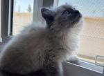 Tofu - Ragdoll Kitten For Sale - West Covina&comma; CA&comma; US