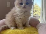 Peach - Scottish Straight Kitten For Sale - 