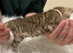 Brown female Salmon collar - Bengal Kitten For Sale - CO&comma; US