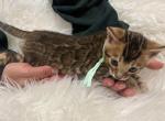 Brown female Seafoam collar - Bengal Kitten For Sale - CO&comma; US