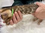 Brown male Green collar - Bengal Kitten For Sale - 