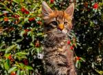 Maine Coon Female - Maine Coon Kitten For Sale - Staten Island&comma; NY&comma; US