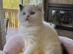 Panda - Scottish Straight Kitten For Sale - 