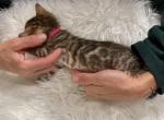 Brown Female Pink Collar - Bengal Kitten For Sale - 