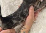 Cool brown Male Blue Collar - Bengal Kitten For Sale - CO&comma; US
