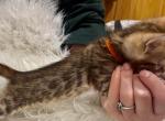 Brown male Orange collar - Bengal Kitten For Sale - CO&comma; US