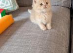 Kyle - British Shorthair Kitten For Sale - Basking Ridge&comma; NJ&comma; US