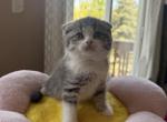 Shadow - Scottish Fold Kitten For Sale - 