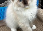 Maddie - Ragdoll Kitten For Sale - Phoenix&comma; AZ&comma; US