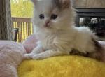 Amber - Scottish Straight Kitten For Sale - 