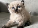 Sneasel - Himalayan Kitten For Sale - 