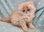 Carmilla - Persian Kitten For Sale - Charleston&comma; SC&comma; US