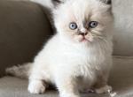 Snubbull - Himalayan Kitten For Sale - Oxford&comma; PA&comma; US