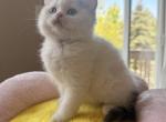 Goldie - Scottish Straight Kitten For Sale - Denver&comma; CO&comma; US