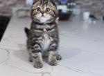 Theo - Scottish Fold Kitten For Sale - 