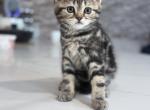 Basi - Scottish Straight Kitten For Sale - Rolling Mdws&comma; IL&comma; US