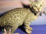 Silver Savannah F6 Male Appa - Savannah Kitten For Sale - Warren&comma; PA&comma; US