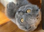 Lolita - Scottish Fold Kitten For Sale - Brooklyn&comma; NY&comma; US