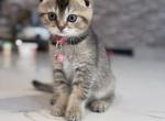 Mika - Scottish Fold Kitten For Sale - 