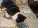 Alita - Exotic Kitten For Sale - Milford&comma; CT&comma; US