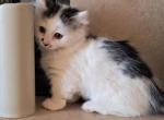 Jaxsy - Munchkin Kitten For Sale - 