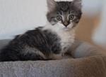 Sammy - Munchkin Kitten For Sale - 