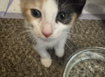 Bailey - Domestic Kitten For Adoption - TX&comma; US