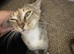 Flower - Domestic Cat For Sale - TX&comma; US