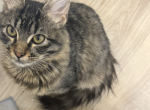 Stitch - Domestic Kitten For Sale - TX&comma; US