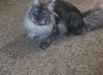 Smoke - Maine Coon Kitten For Sale - Johns Creek&comma; GA&comma; US