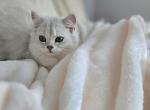 Scottish female Bella - Scottish Straight Kitten For Sale - 