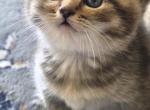 Holo - British Shorthair Kitten For Sale - 