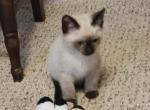 Mr Beast - Siamese Kitten For Sale - Spring Valley&comma; IL&comma; US