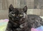 Juju Bear - Pixie-Bob Kitten For Sale - West Branch&comma; MI&comma; US