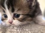 KELLY - British Shorthair Kitten For Sale - Manhattan Beach&comma; CA&comma; US