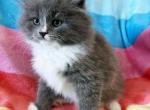 Wilbur - Siberian Kitten For Sale - Clintwood&comma; VA&comma; US