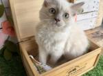 Sunflower - Ragdoll Kitten For Sale - FL&comma; US
