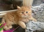 Orange tabby Taco - Persian Kitten For Sale - Nunda&comma; NY&comma; US