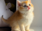 Cutie female - British Shorthair Kitten For Sale - Glendale&comma; CA&comma; US