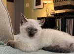 Loofy - Siamese Kitten For Sale - Wilmington&comma; OH&comma; US