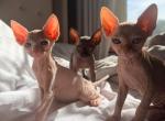 Spynx - Sphynx Kitten For Sale - Andover&comma; MA&comma; US