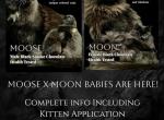 Mountain Ragdolls - Ragdoll Kitten For Sale - Delleker&comma; CA&comma; US